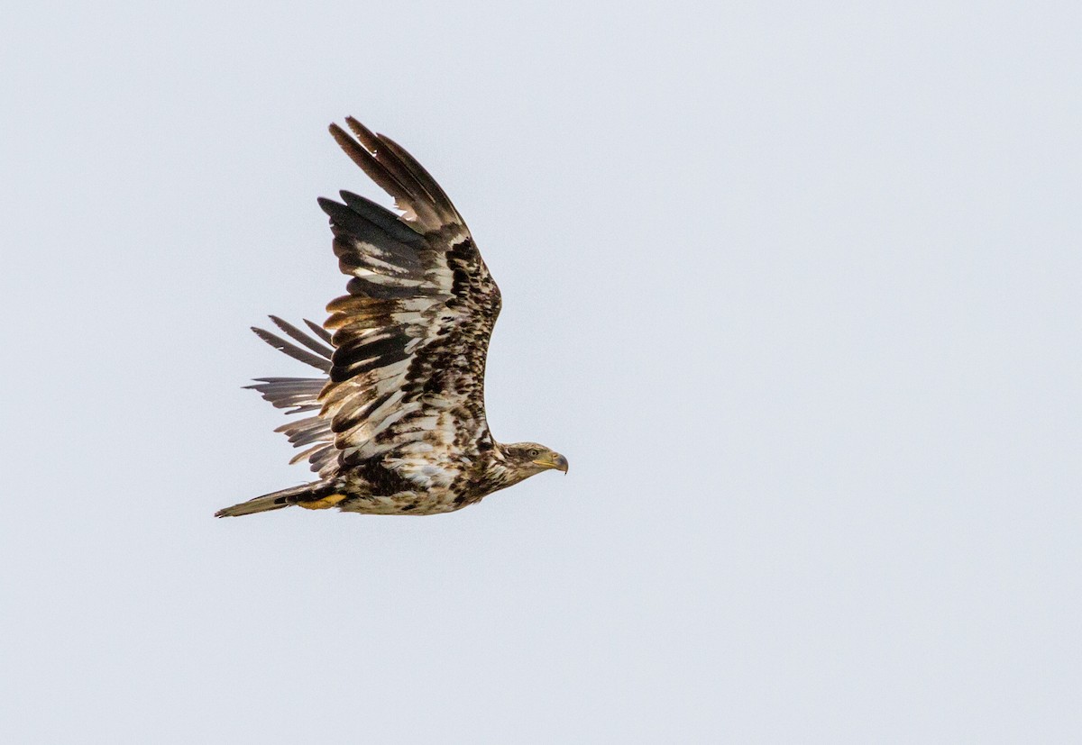 Bald Eagle - ML644138976