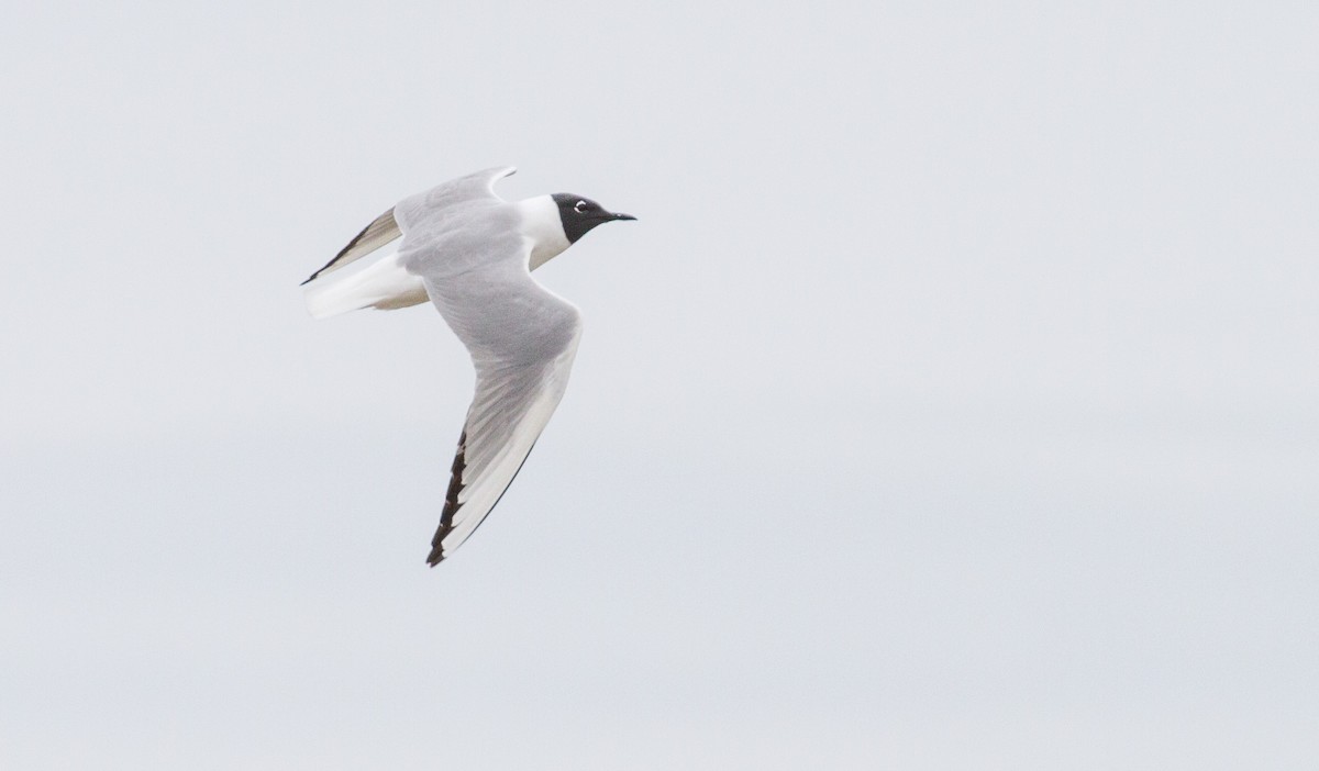 Bonaparte's Gull - ML644138977