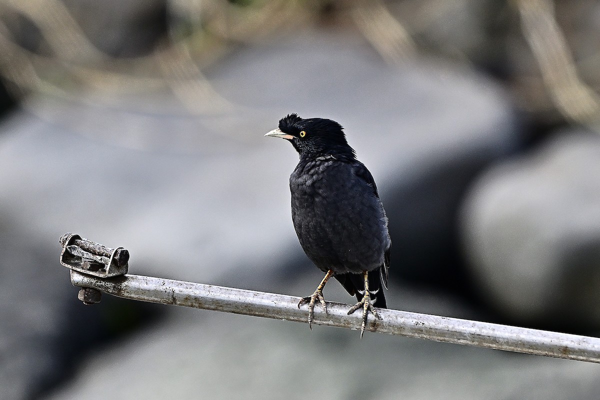 Crested Myna - ML644138979