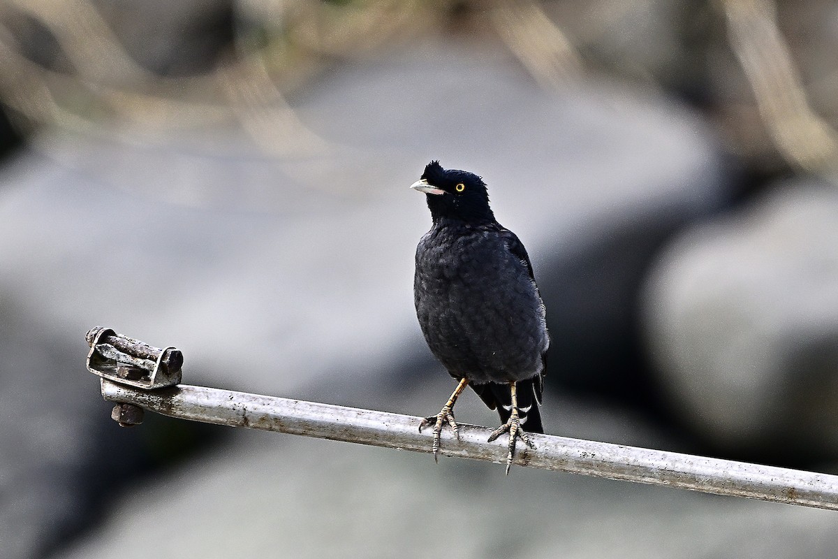 Crested Myna - ML644138980