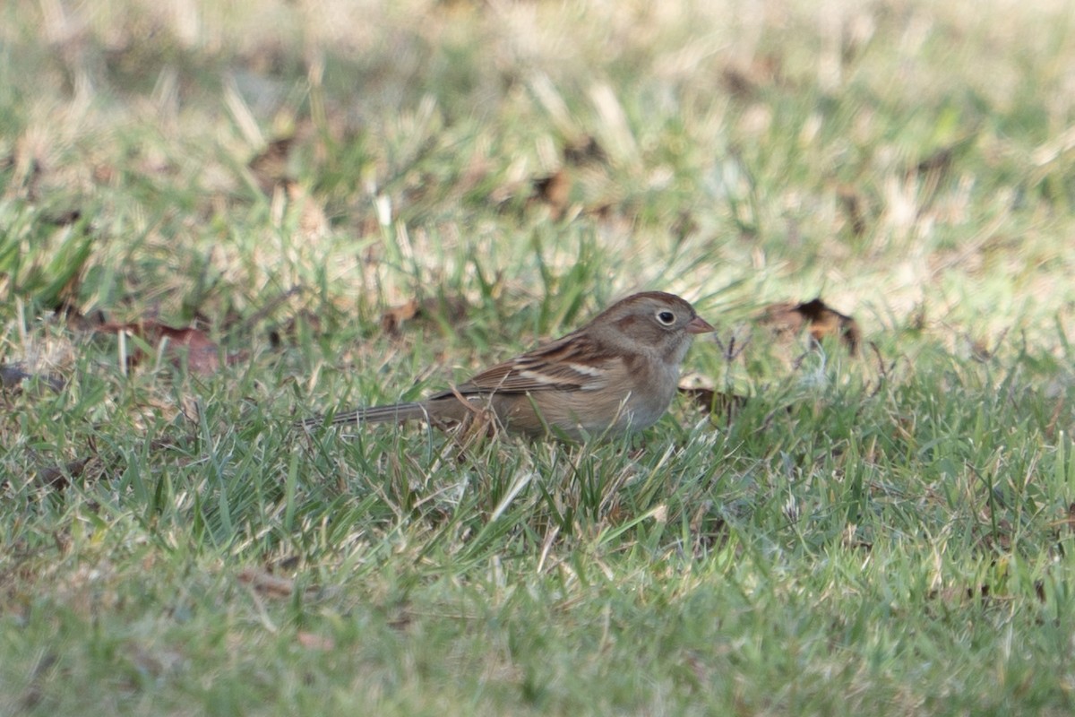 Field Sparrow - ML644138981