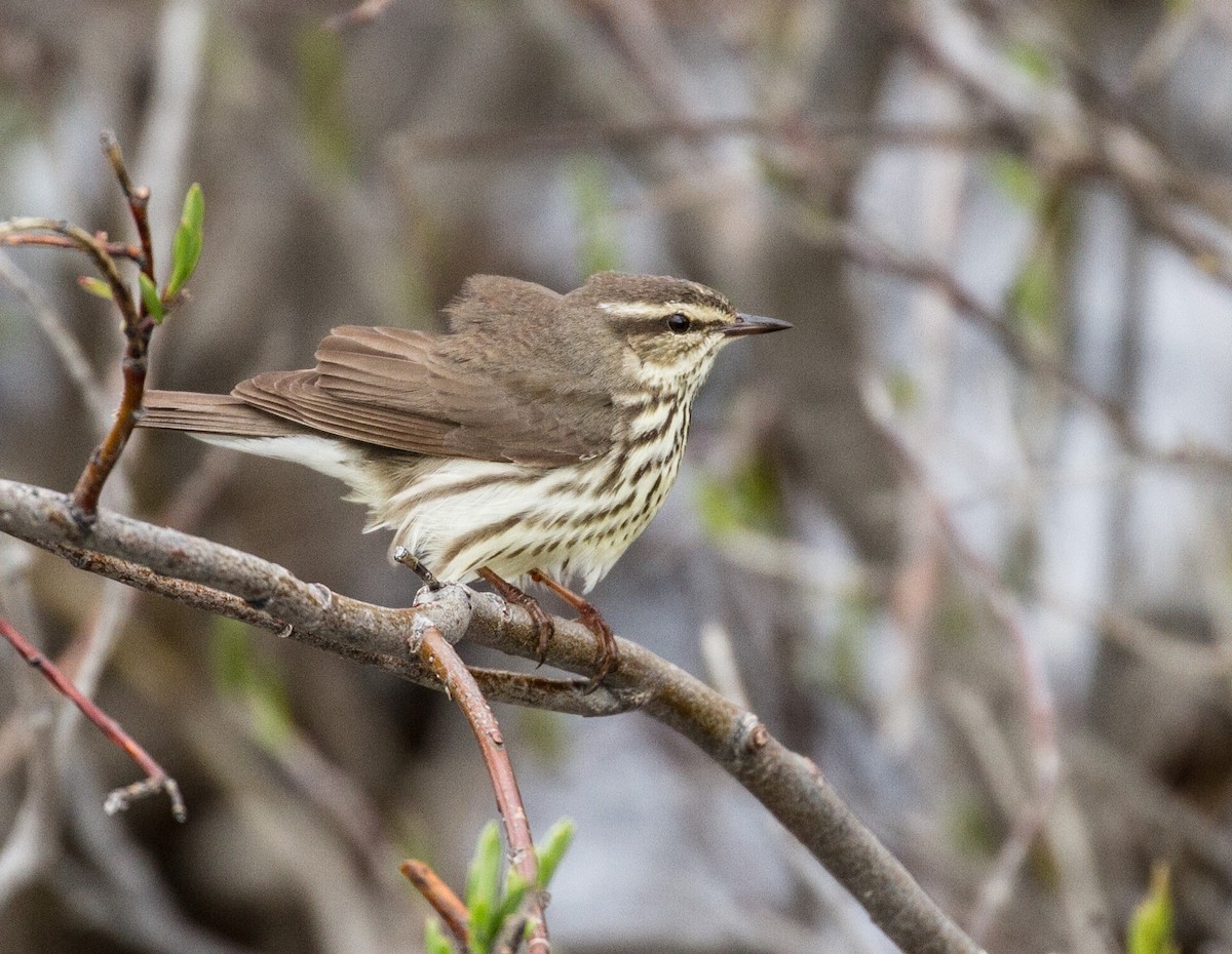 Northern Waterthrush - ML644138983
