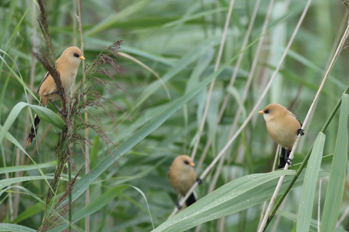 sýkořice vousatá - ML644138987