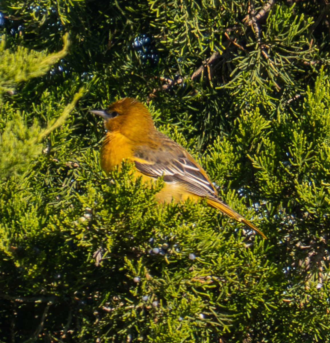 ボルチモアムクドリモドキ - ML644138989