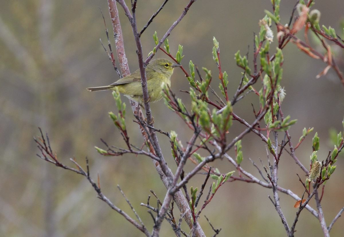Orange-crowned Warbler - ML644138990