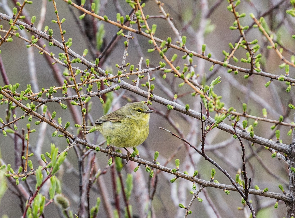 Orange-crowned Warbler - ML644138991