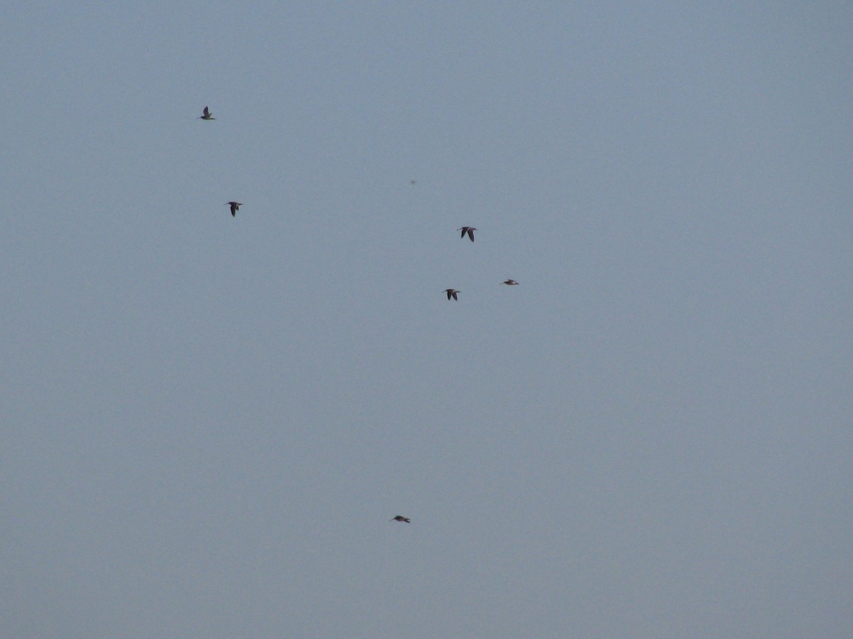 Common Snipe - ML644138992