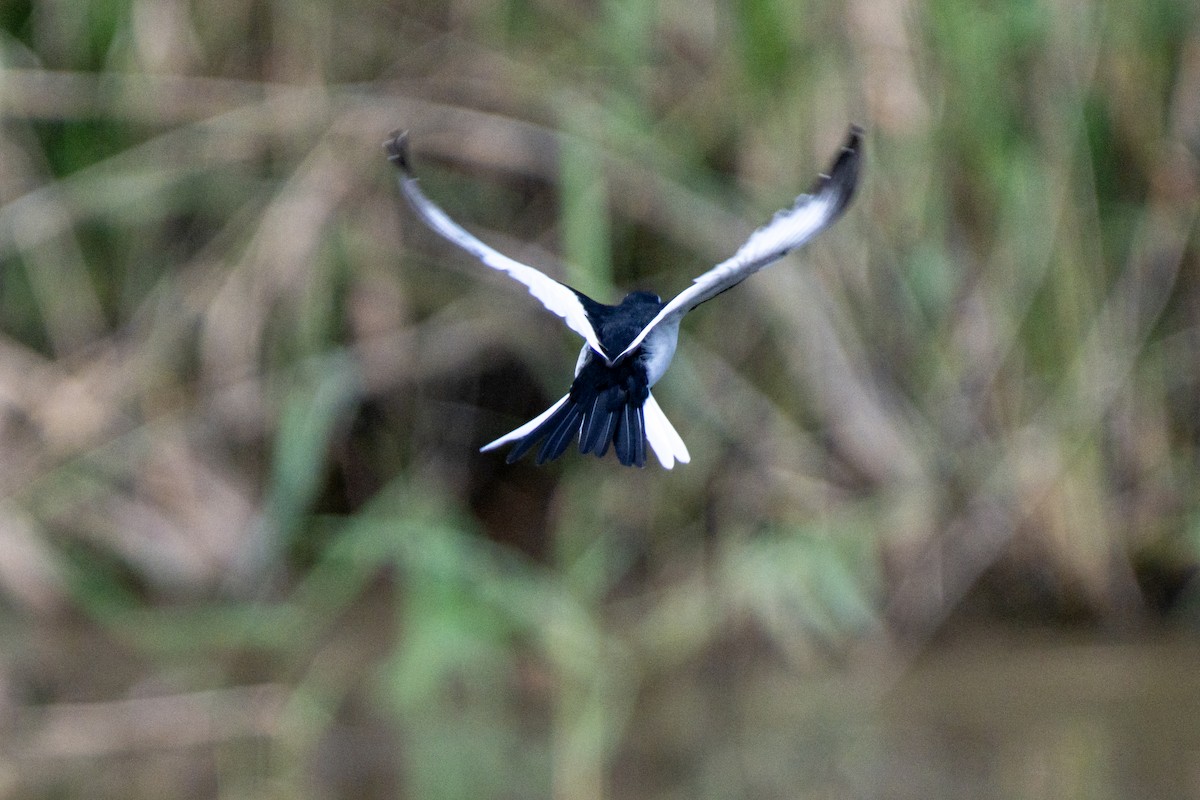 日本鶺鴒 - ML644138993