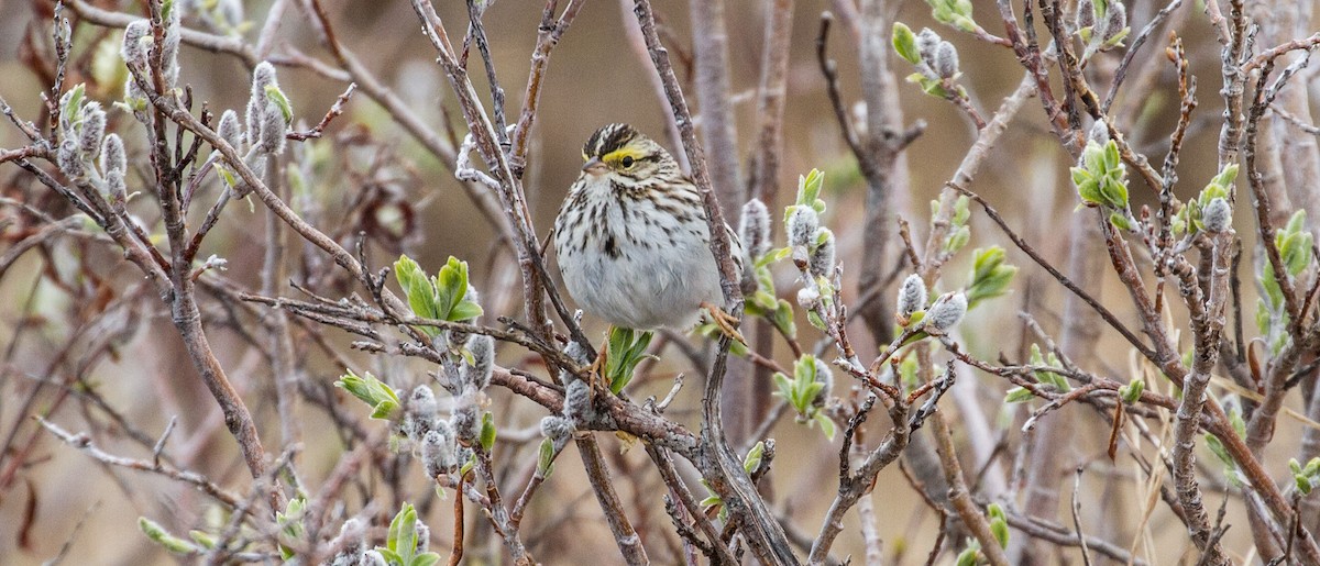 Savannah Sparrow - ML644138999