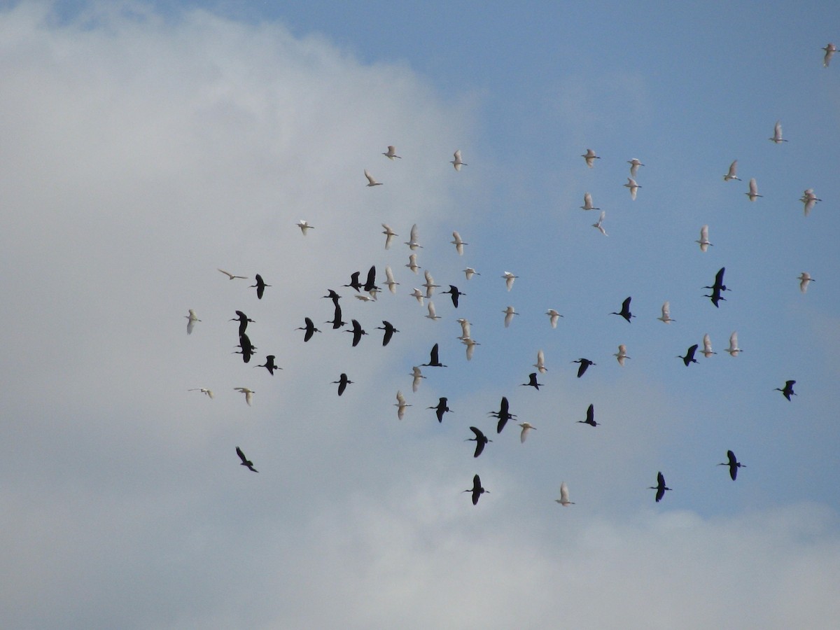 Western Cattle-Egret - ML644139000
