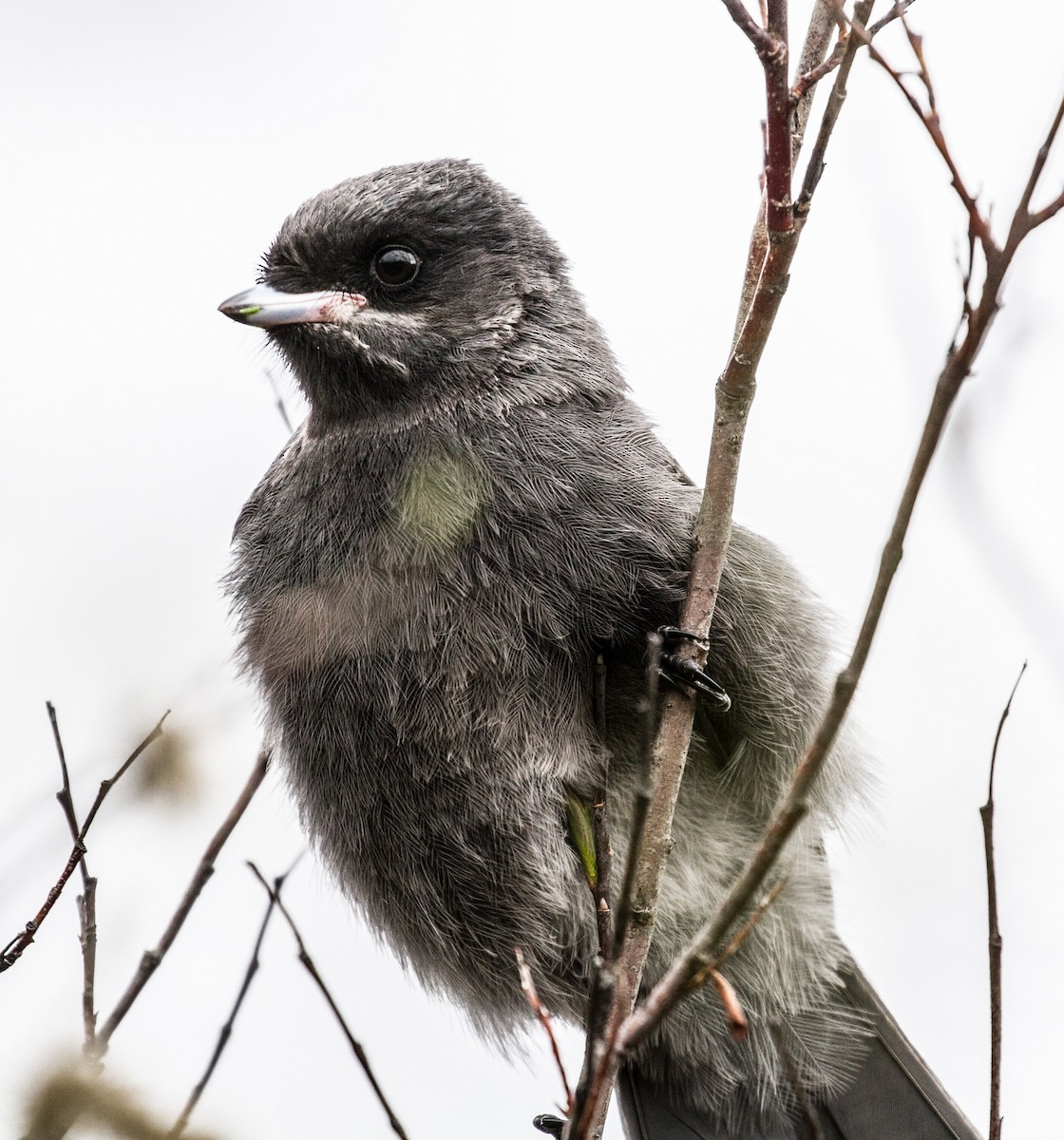 Canada Jay - ML644139005
