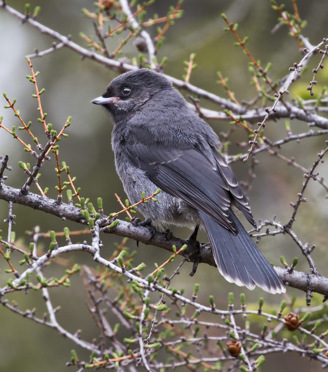 Canada Jay - ML644139006