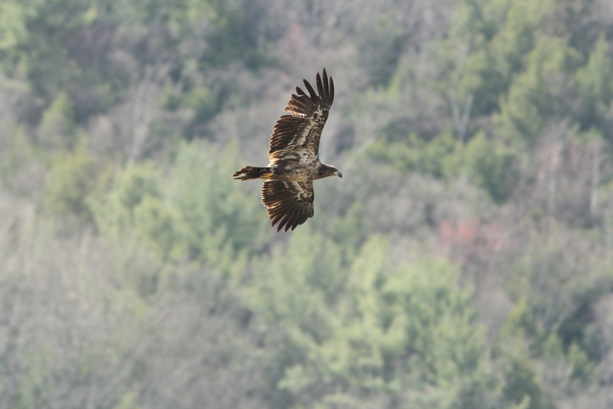 Bald Eagle - ML644139007