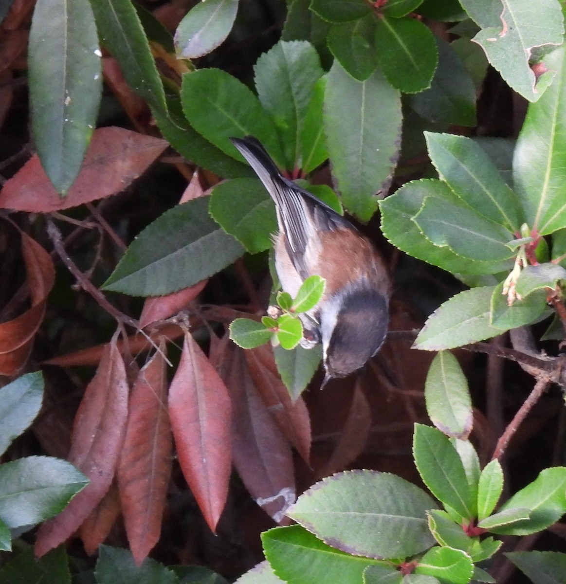Chestnut-backed Chickadee - ML644139010