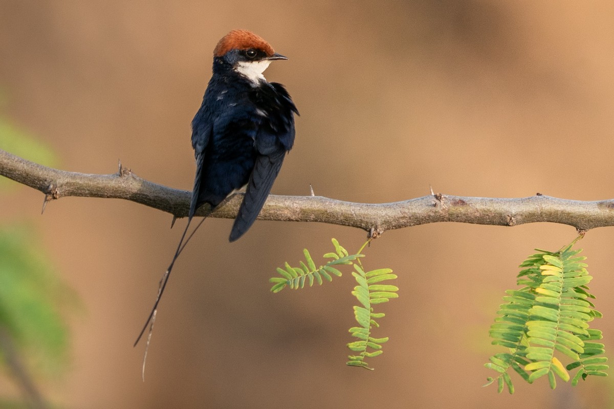 Wire-tailed Swallow - ML644139011