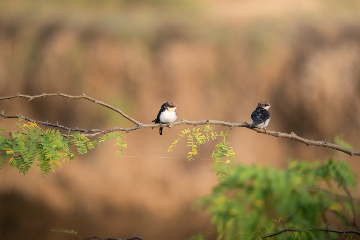 Wire-tailed Swallow - ML644139012