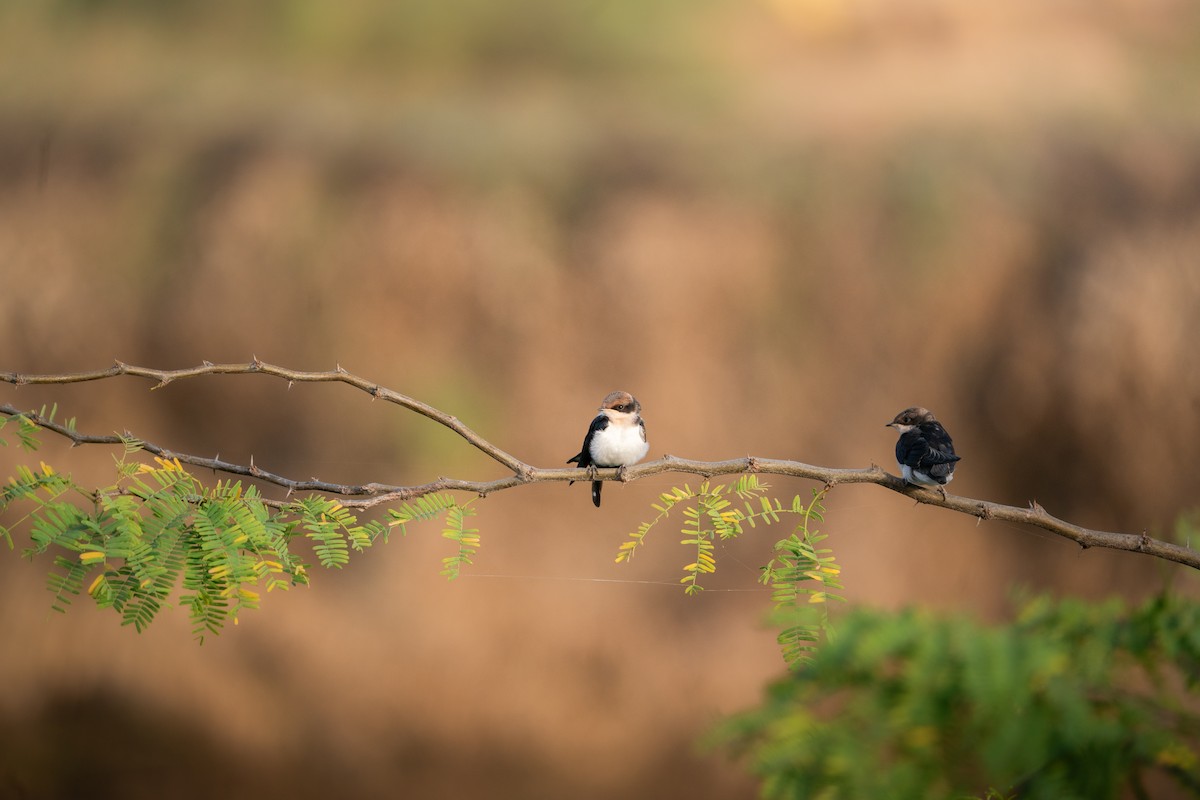 Wire-tailed Swallow - ML644139013