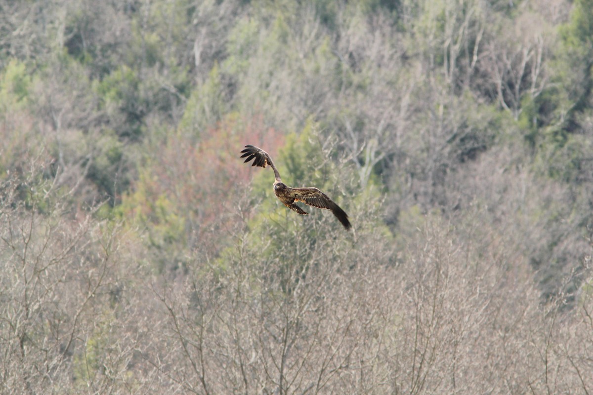 Bald Eagle - ML644139015