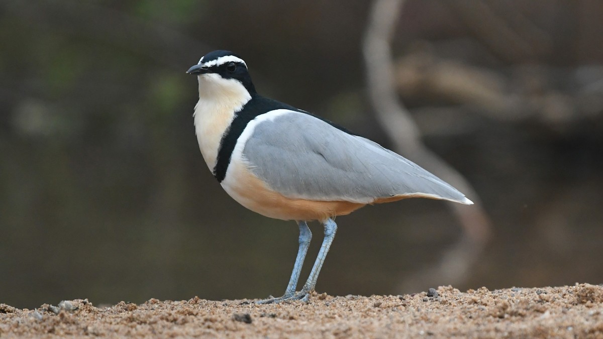Egyptian Plover - ML644139018