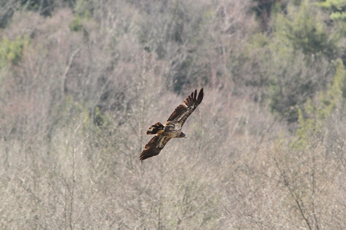 Bald Eagle - ML644139019