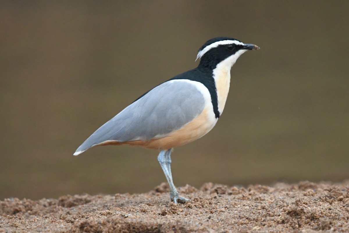Egyptian Plover - ML644139021