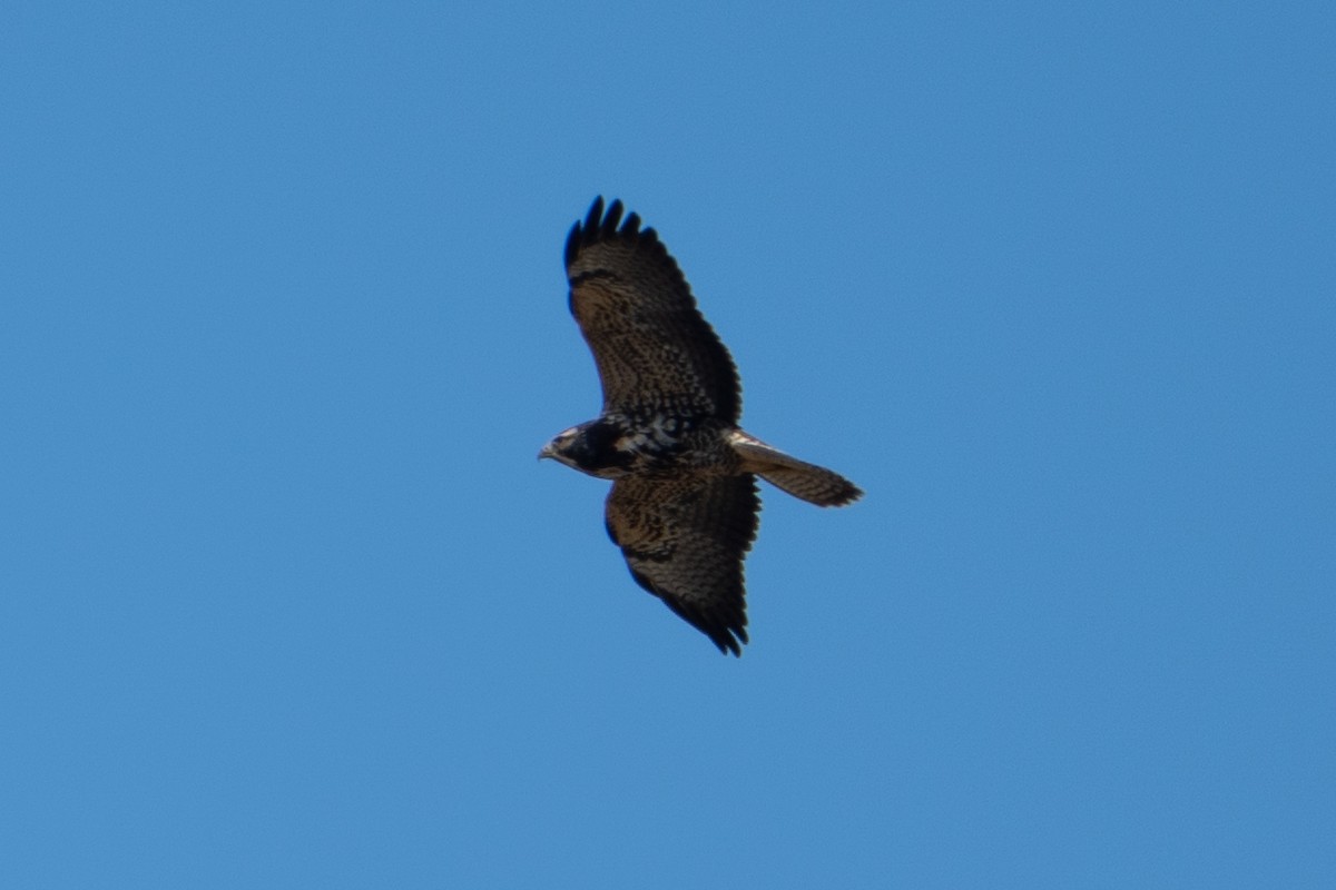 Swainson's Hawk - ML644139024