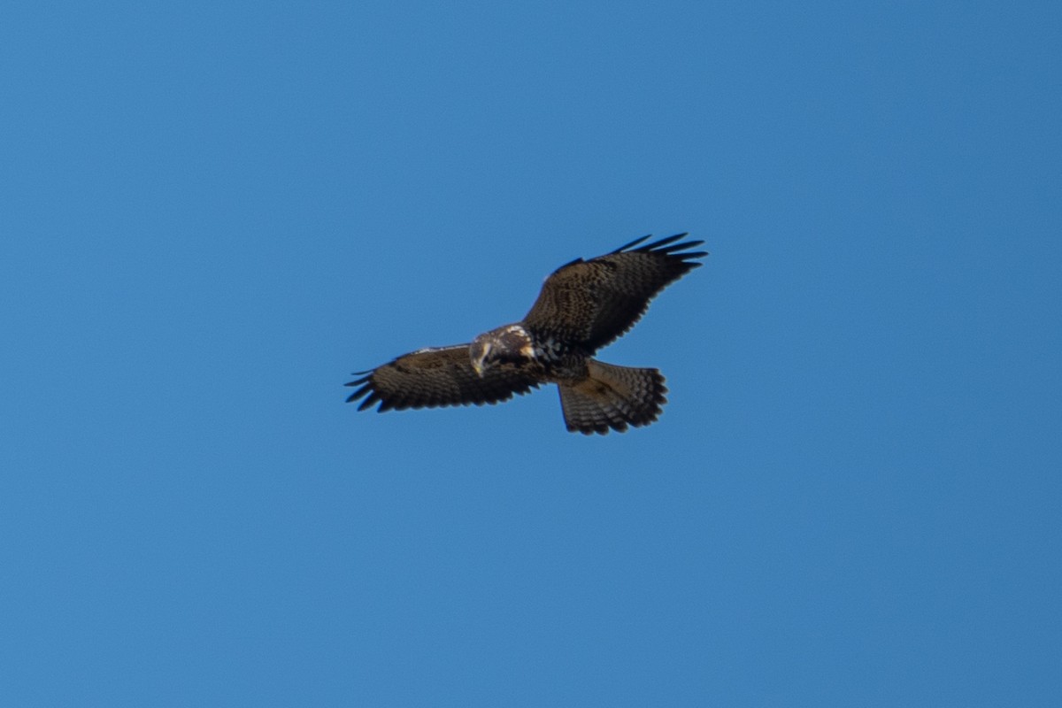 Swainson's Hawk - ML644139026