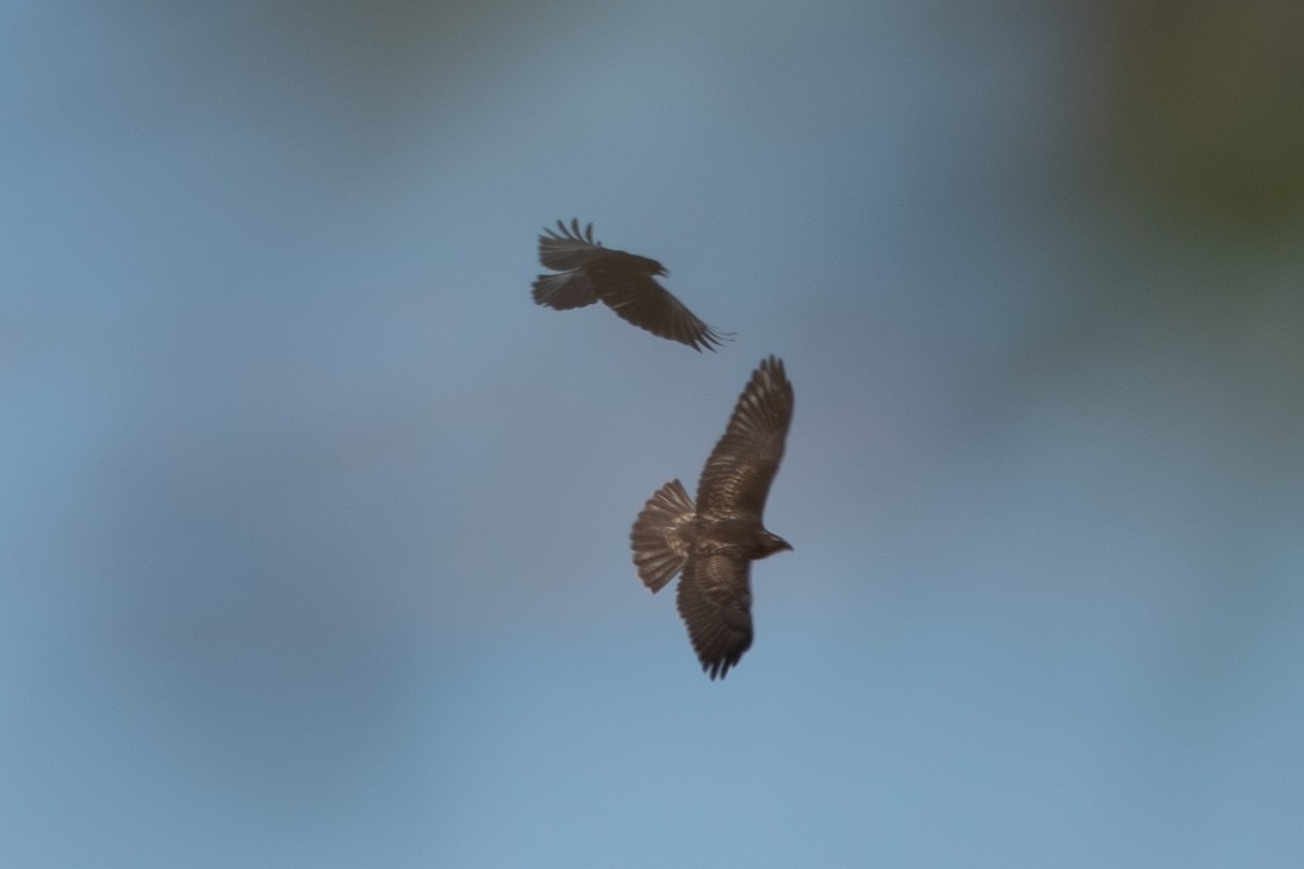 Swainson's Hawk - ML644139027