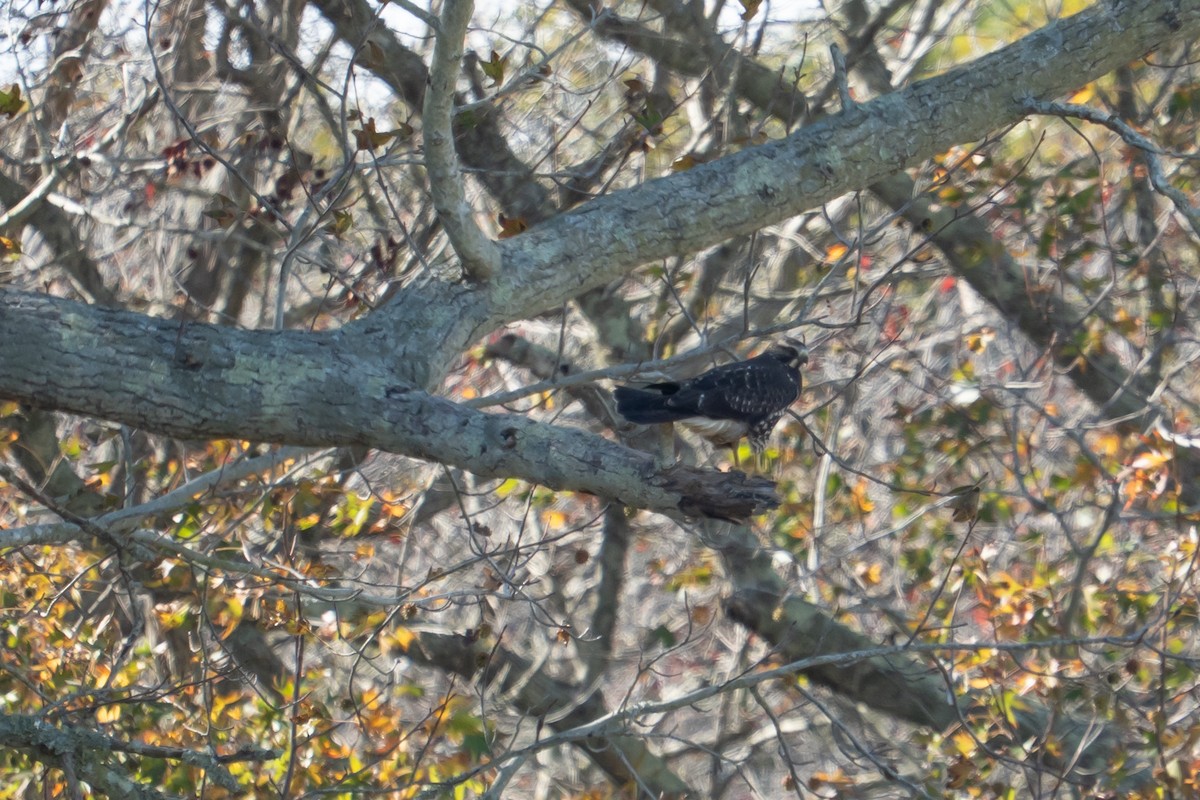 Swainson's Hawk - ML644139028