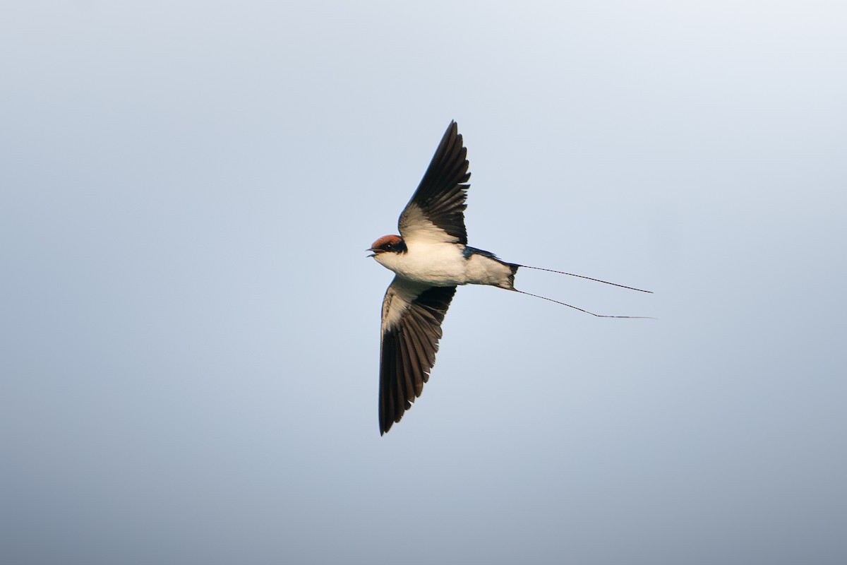 Wire-tailed Swallow - ML644139034