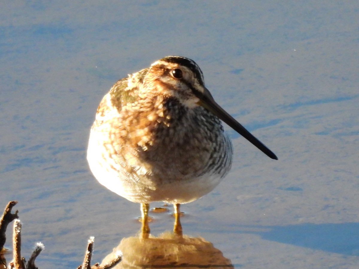 Wilson's Snipe - ML644139035