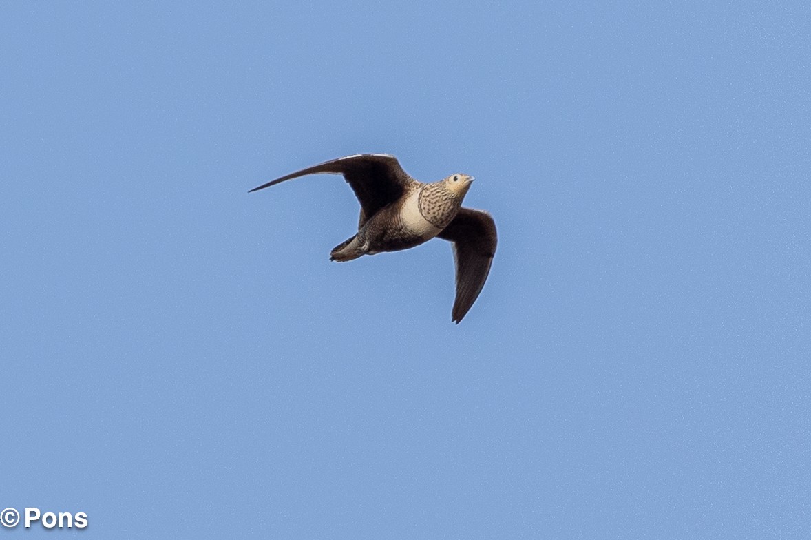 Chestnut-bellied Sandgrouse - ML644139036