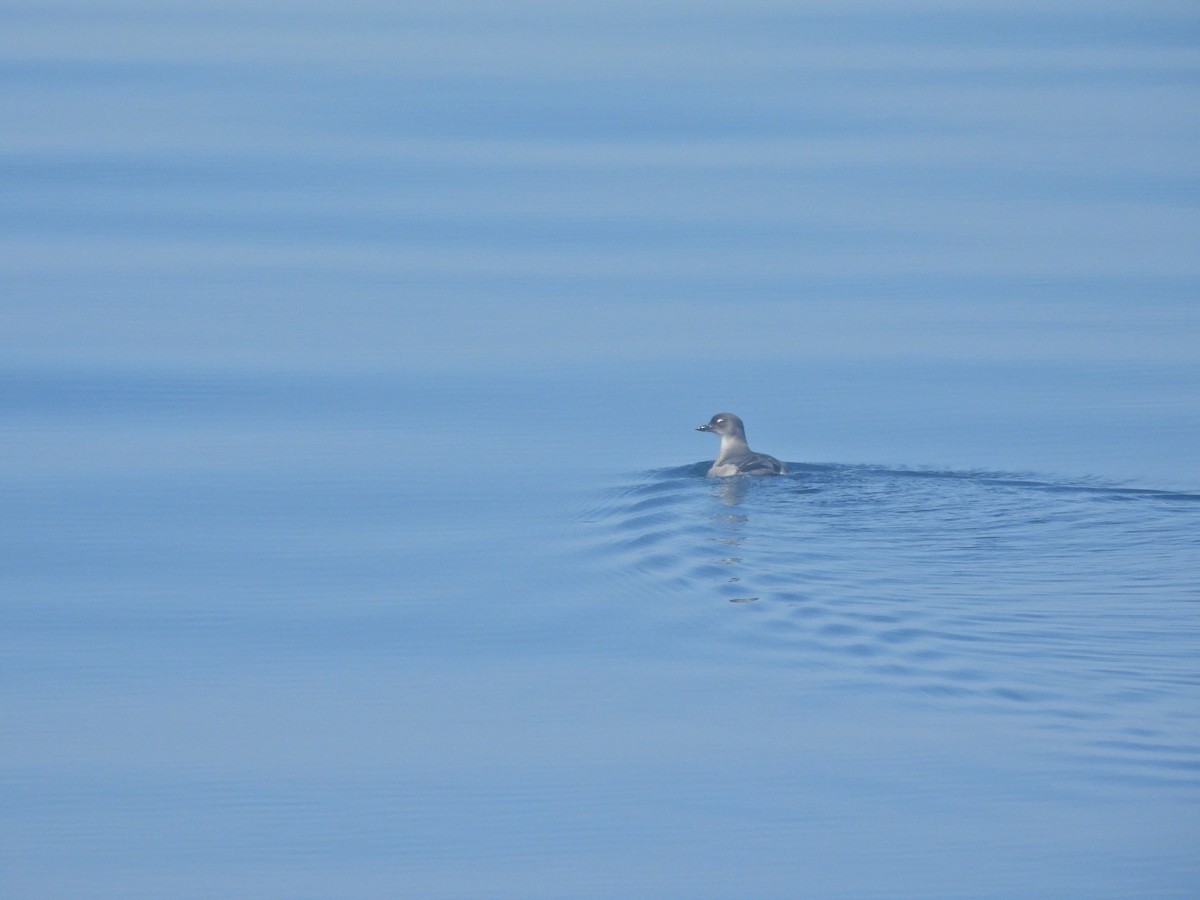 Cassin's Auklet - ML644139037