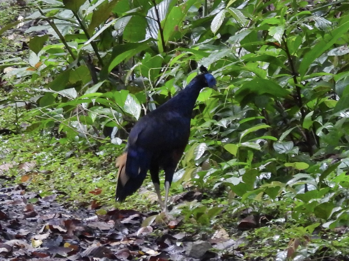 Bornean Crested Fireback - ML644139039