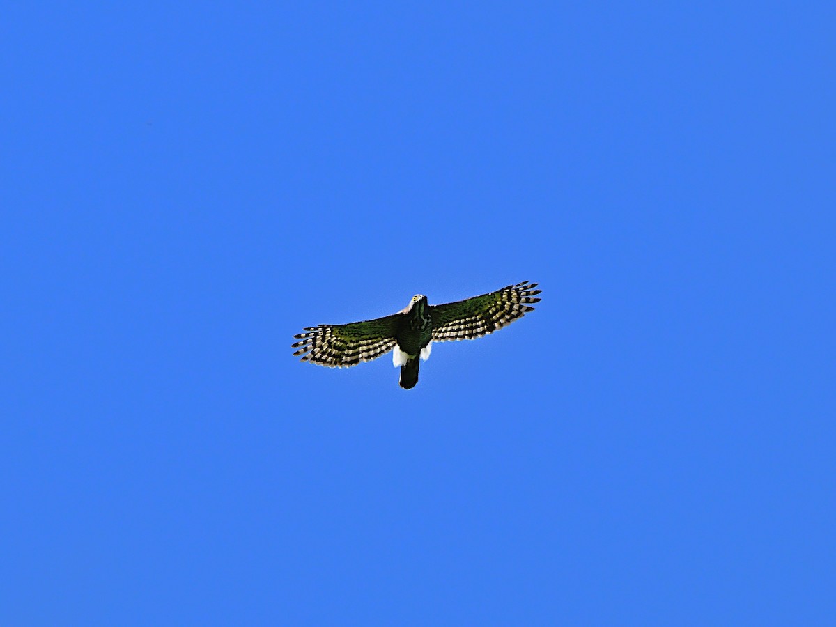 Crested Goshawk - ML644139040