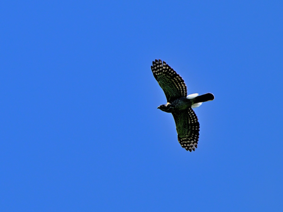 Crested Goshawk - ML644139041