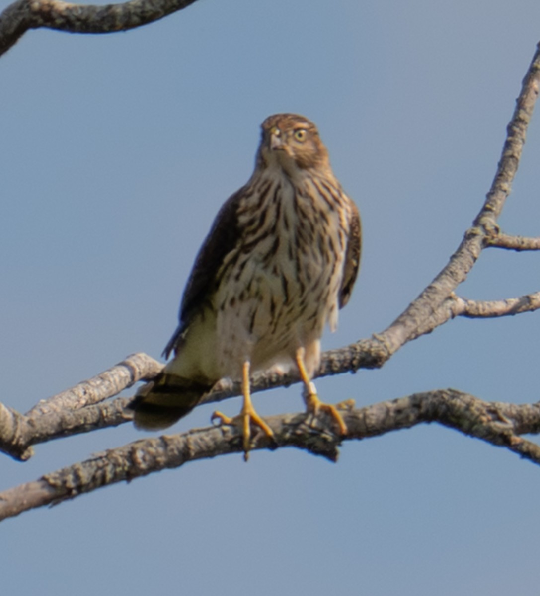 Cooper's Hawk - ML644139048