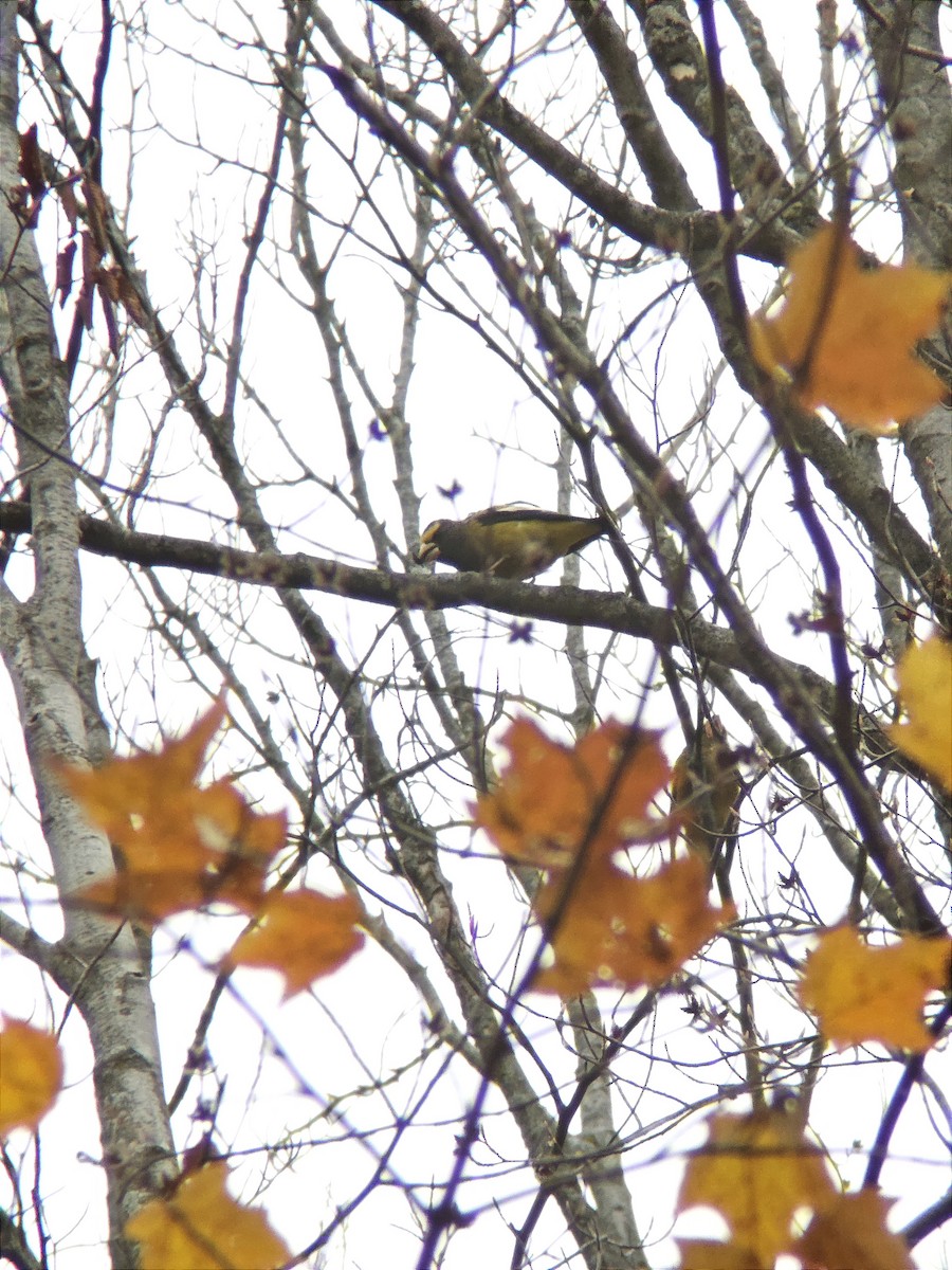 Evening Grosbeak - ML644139051