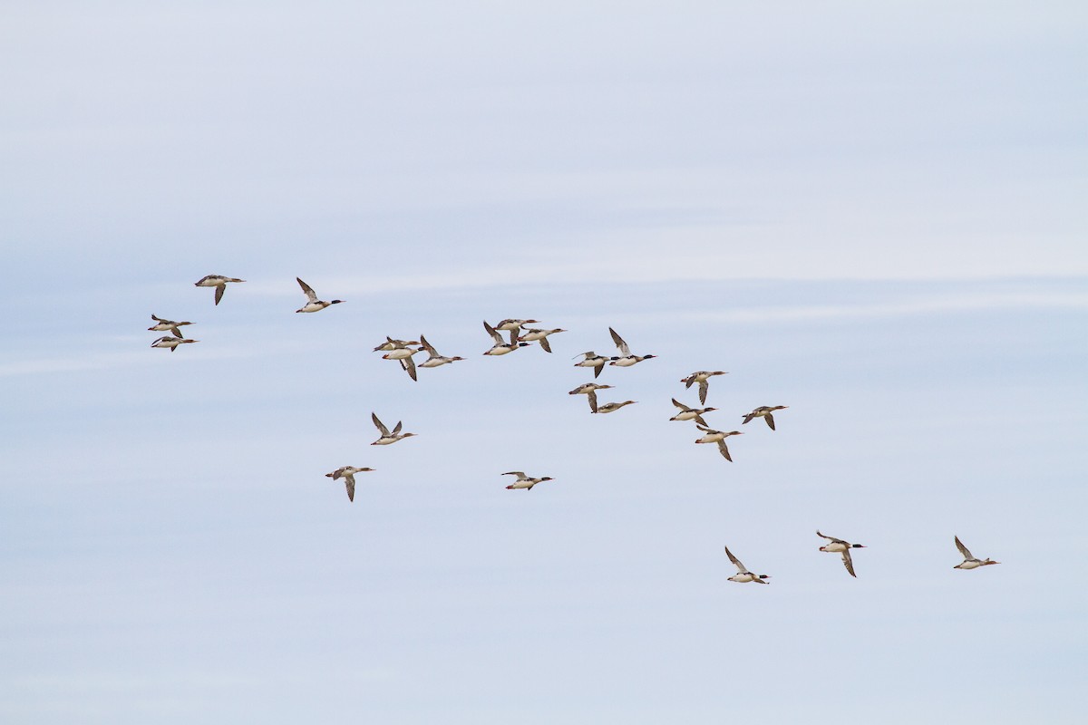 Red-breasted Merganser - ML644139053