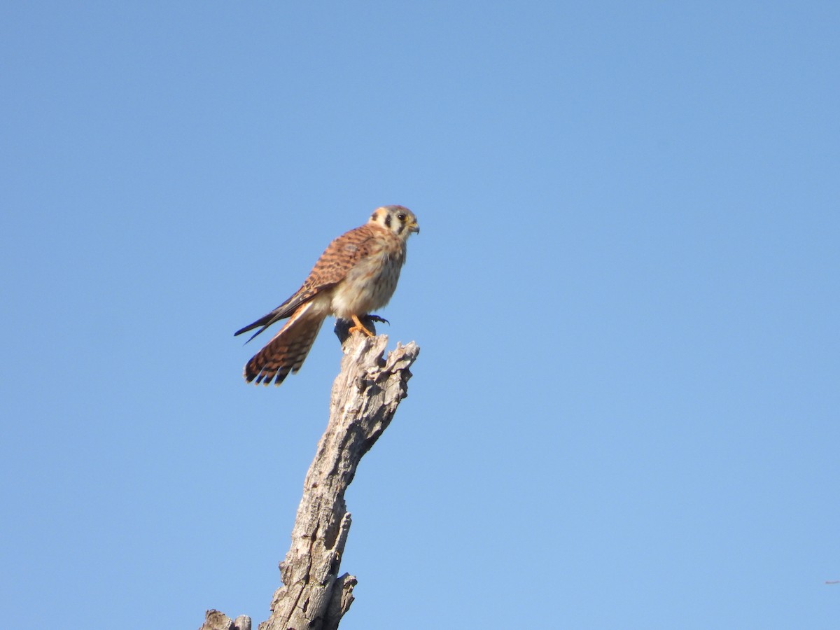 American Kestrel - ML644139055