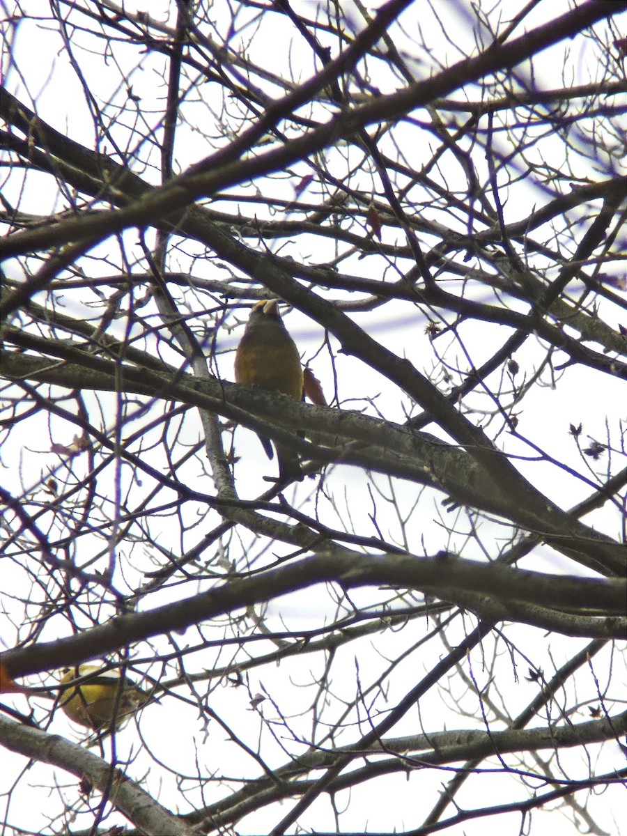 Evening Grosbeak - ML644139061