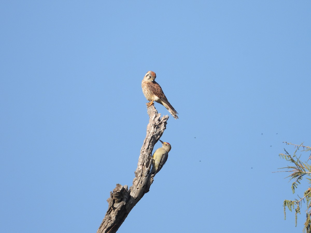 American Kestrel - ML644139066