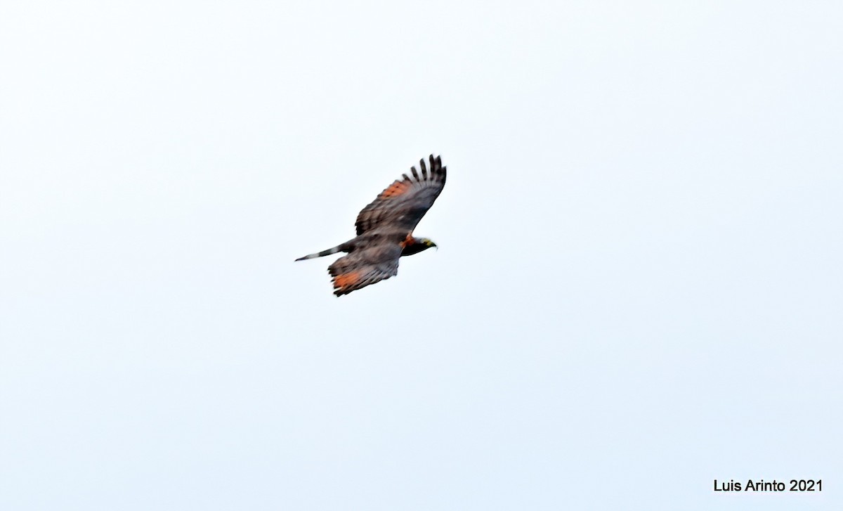 Hook-billed Kite - ML644139068