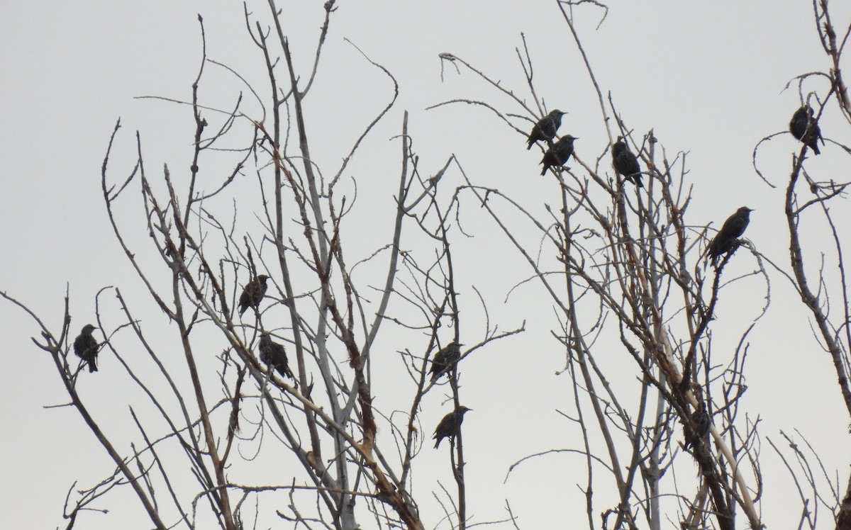 European Starling - ML644139074