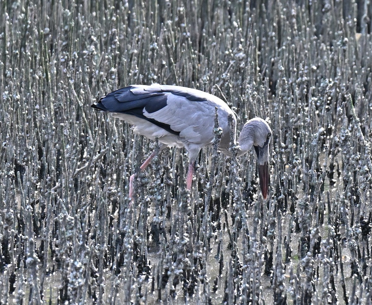 Asian Openbill - ML644139093