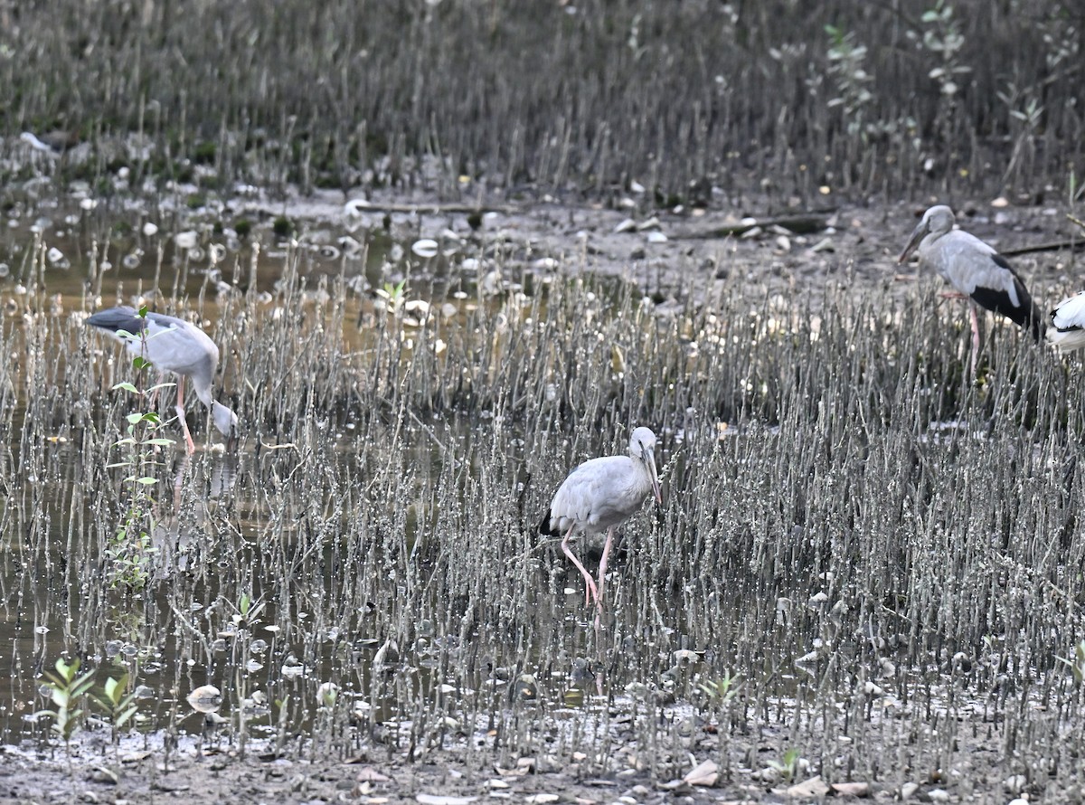Asian Openbill - ML644139095