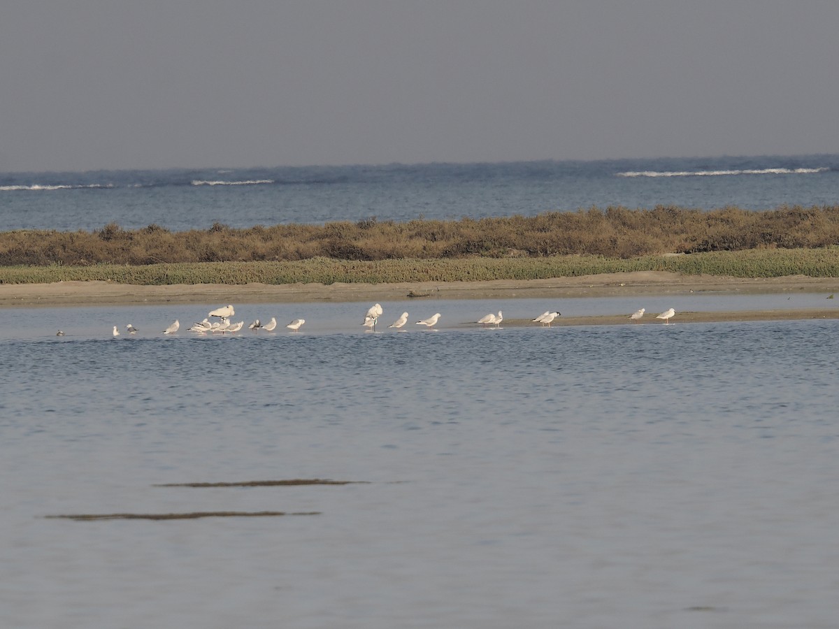 Black-headed Gull - ML644139098
