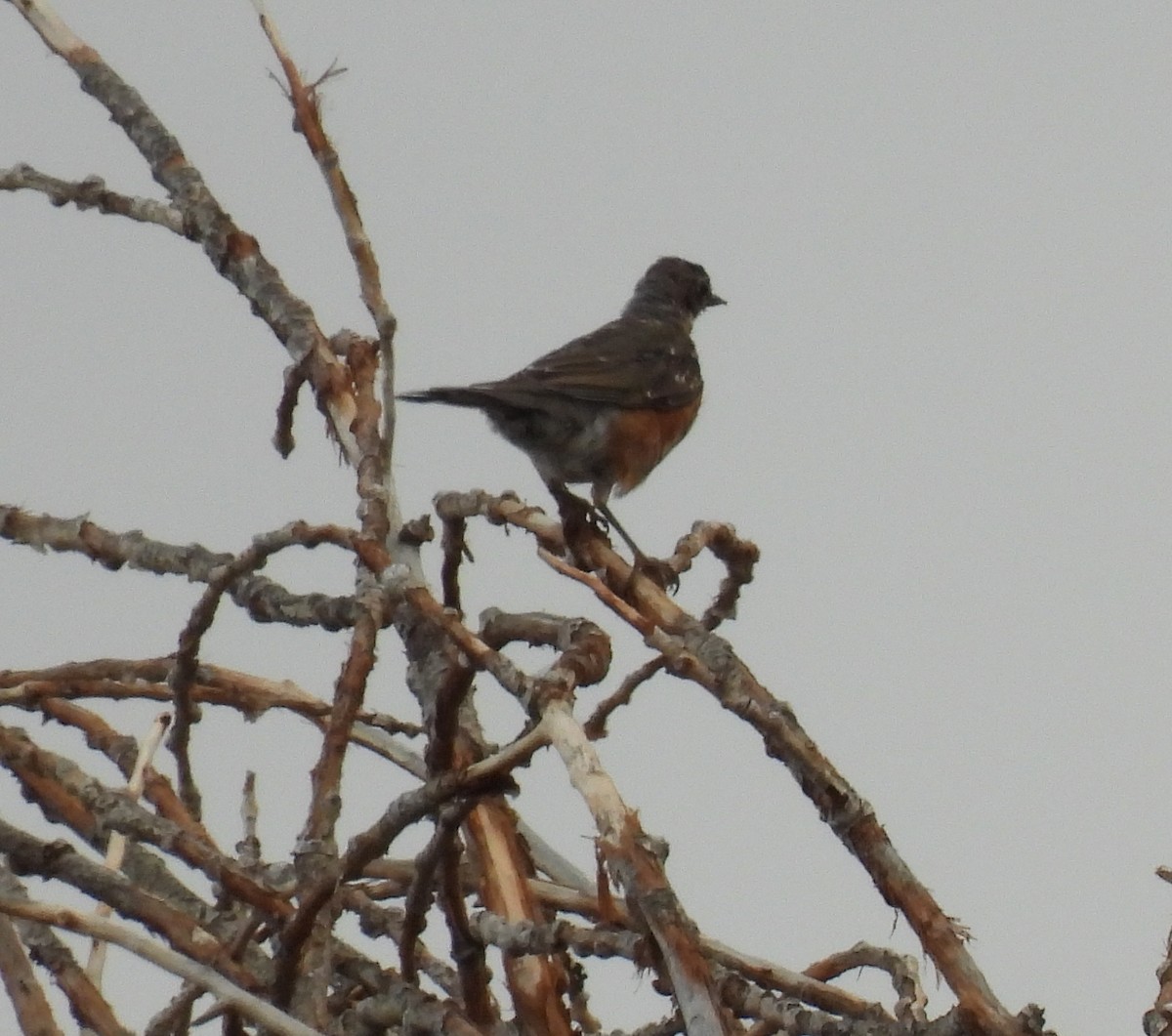 American Robin - ML644139099