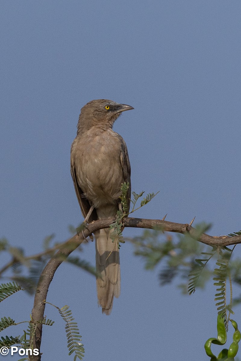 Large Gray Babbler - ML644139100