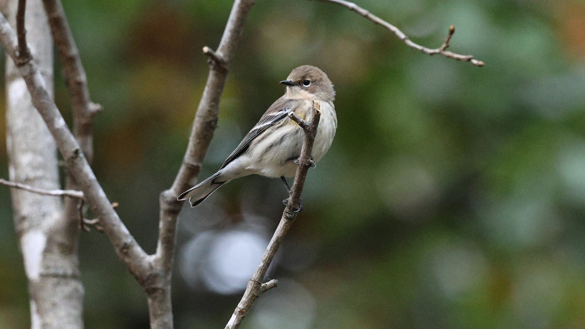 Yellow-rumped Warbler - ML644139101